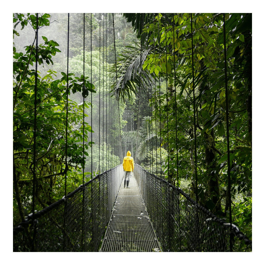 Bridge walk in the middle of a lush rainforest, Costa Rica