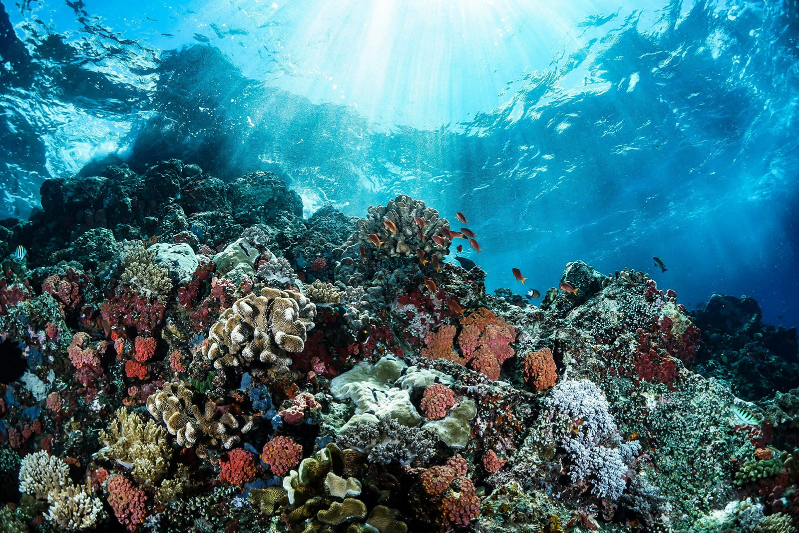 Coral Reef at the Great Barrier Reef near Cairns