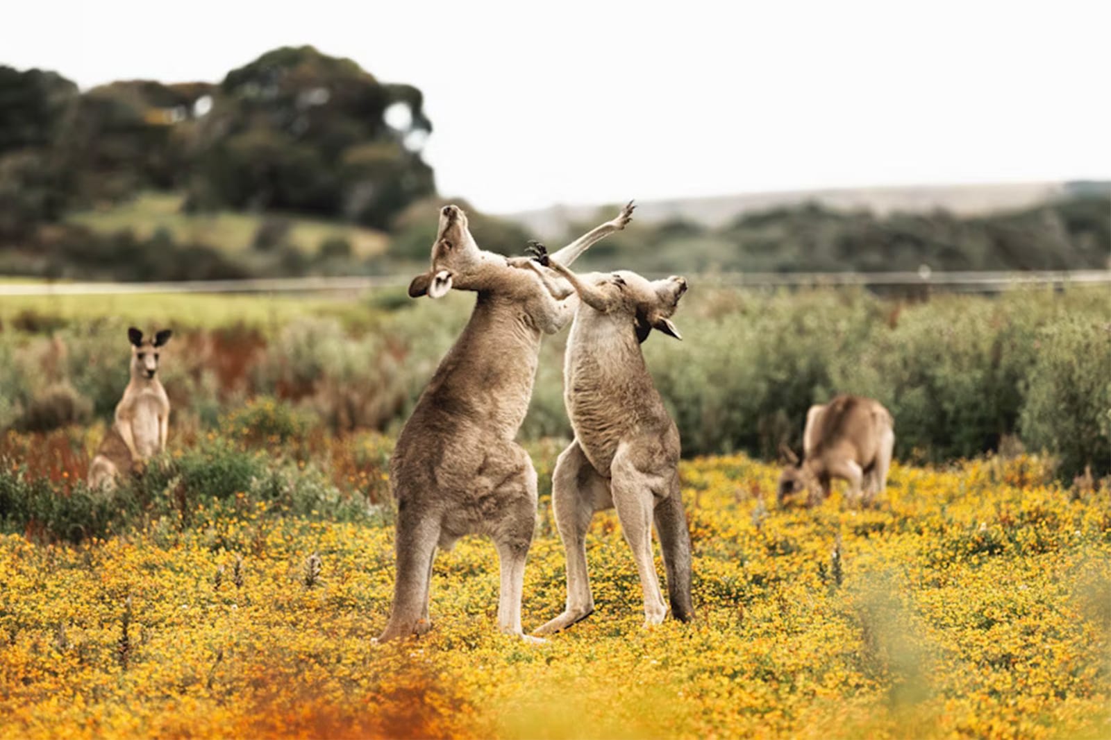 A mob of Kangaroos in Australia