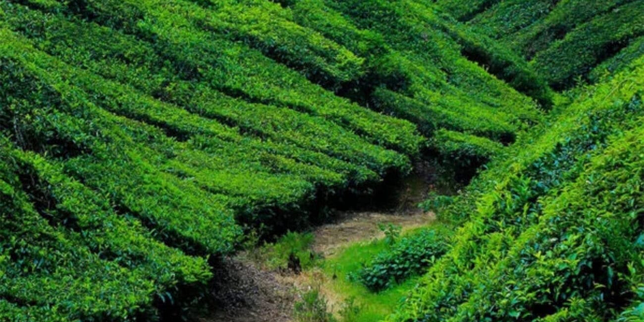 Sprawling Tea Gardens at the picturesque Munnar