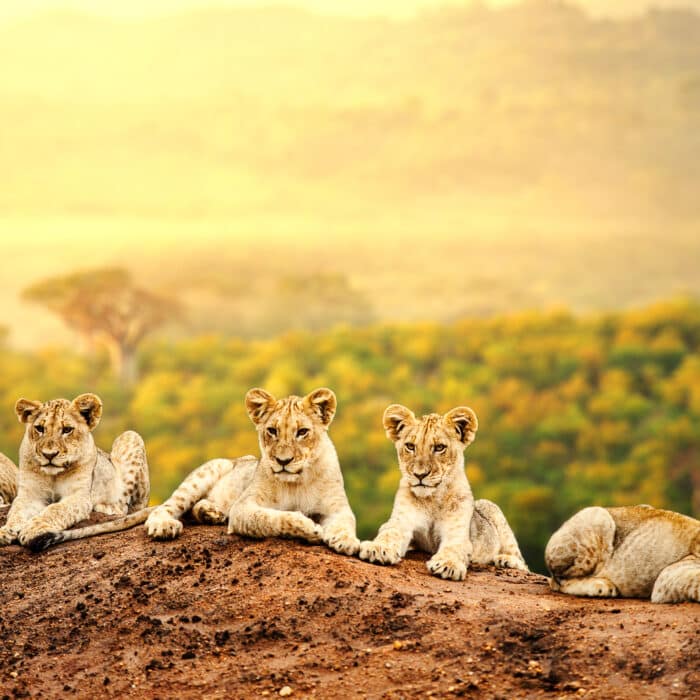 Lion cubs waiting together.
