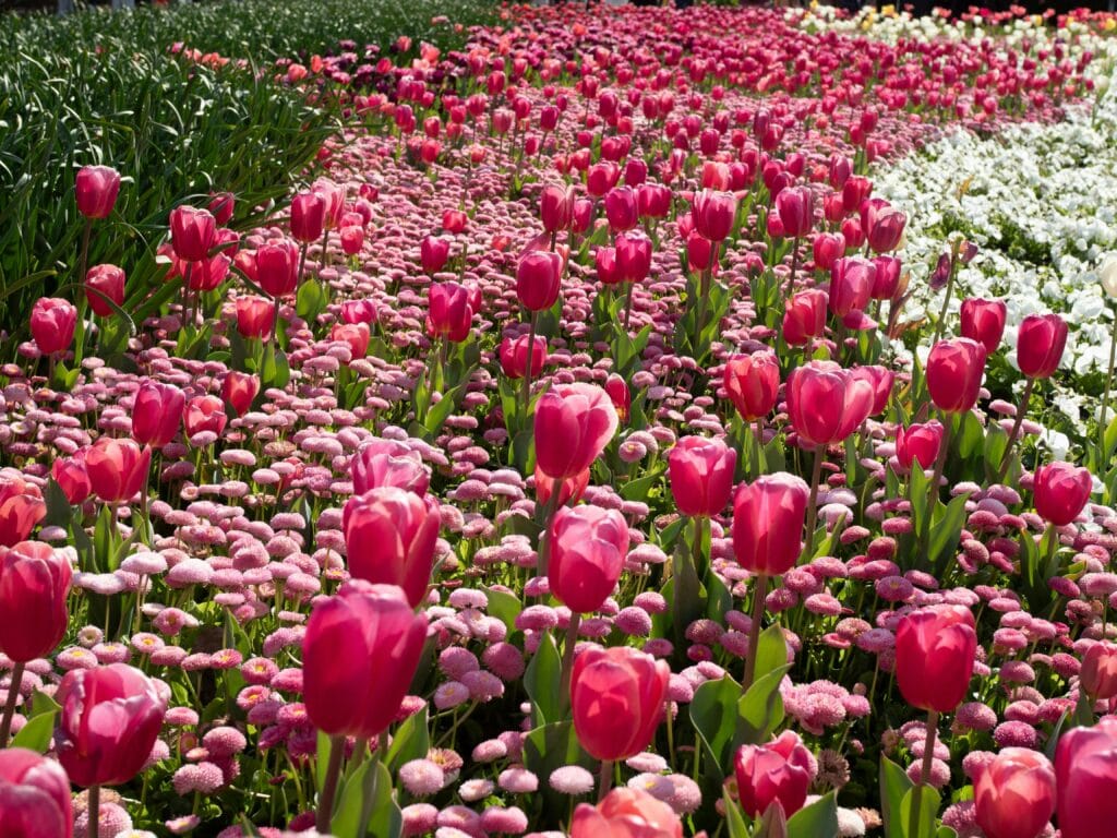 Floriade at Springtime, Canberra