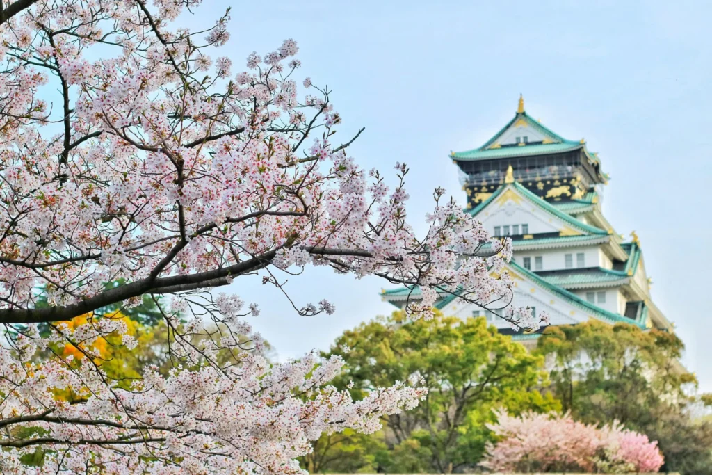 Cherry blossom sakura trees in full bloom with traditional Japanese castle in the background, spring season in Japan