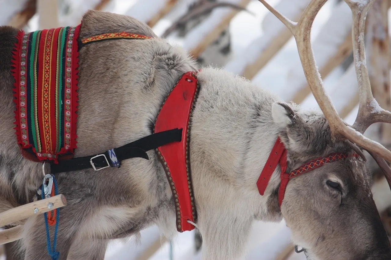 Reindeer Safari at Lapland, Finland