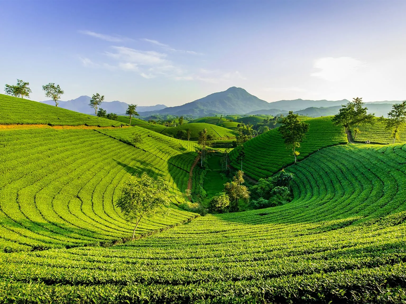 Lush Green Tea Gardens of Munnar, Kerala