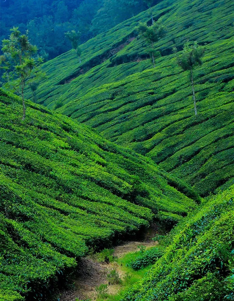 Sprawling Tea Gardens at the picturesque Munnar