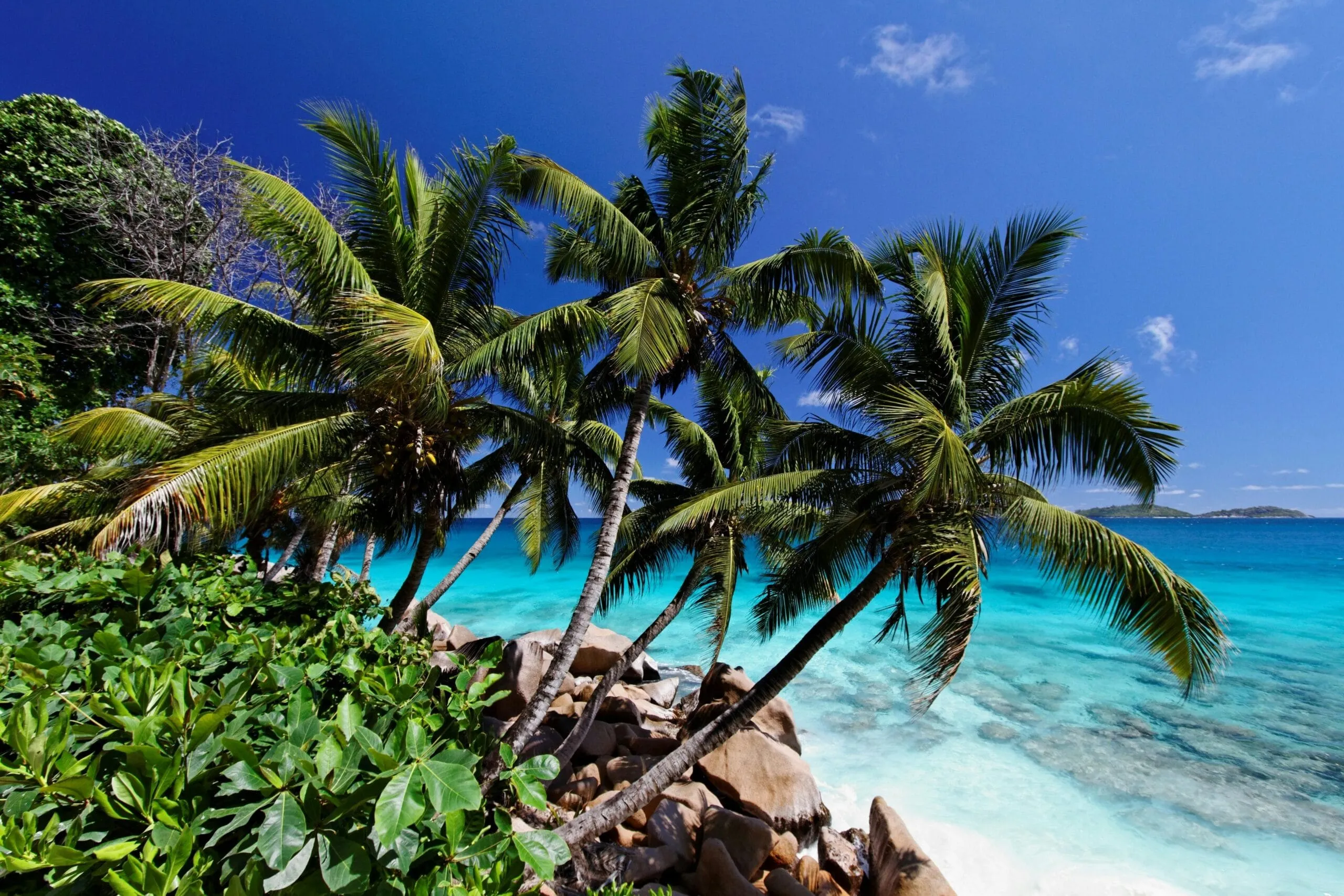 Palm Trees, Mahe, Seychelles