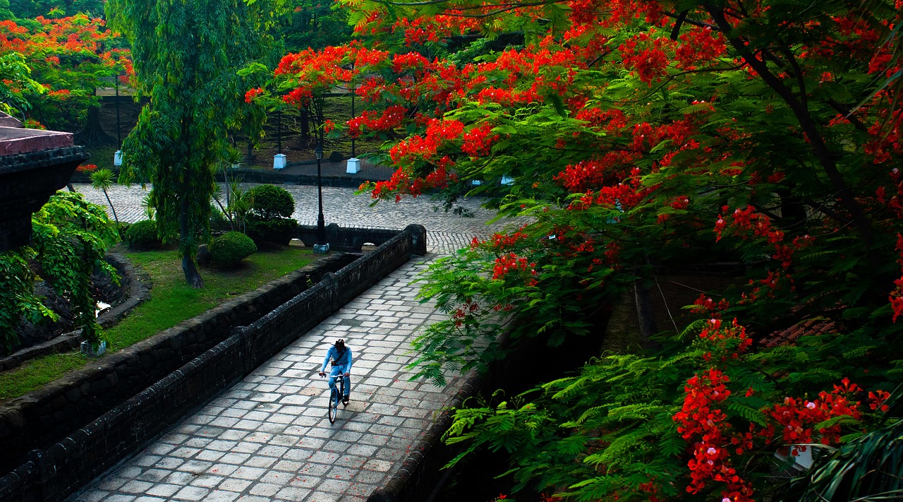 Park in manila, Fire tree