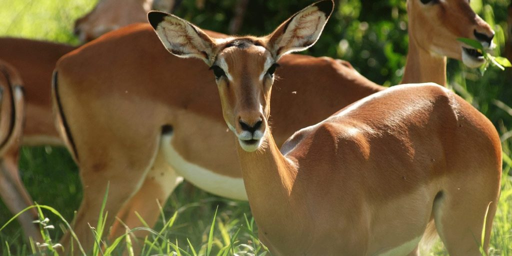Antelope standing in grassland, African wildlife close-up in natural savannah habitat