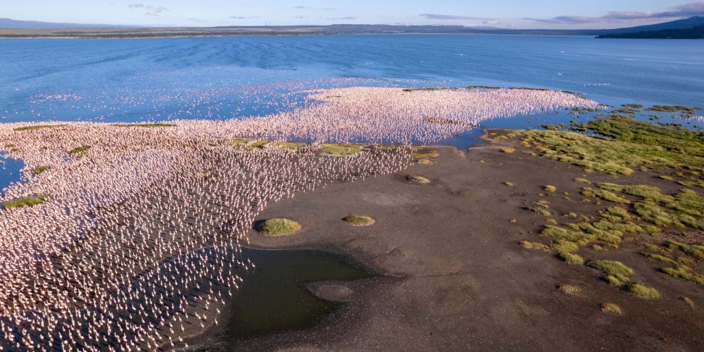 Aerial view of Lake Nakuru with pink flamingos along shoreline, Kenya national park landscape