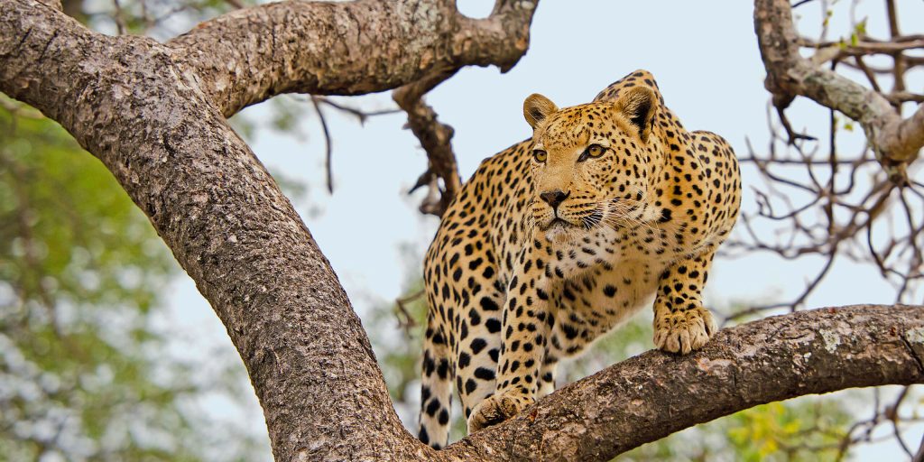 Leopard resting on tree branch in African safari, wildlife big cat in natural habitat