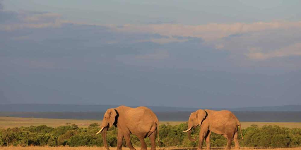 Impala grazing on African savannah under acacia tree in Maasai Mara Kenya wildlife safari landscape
